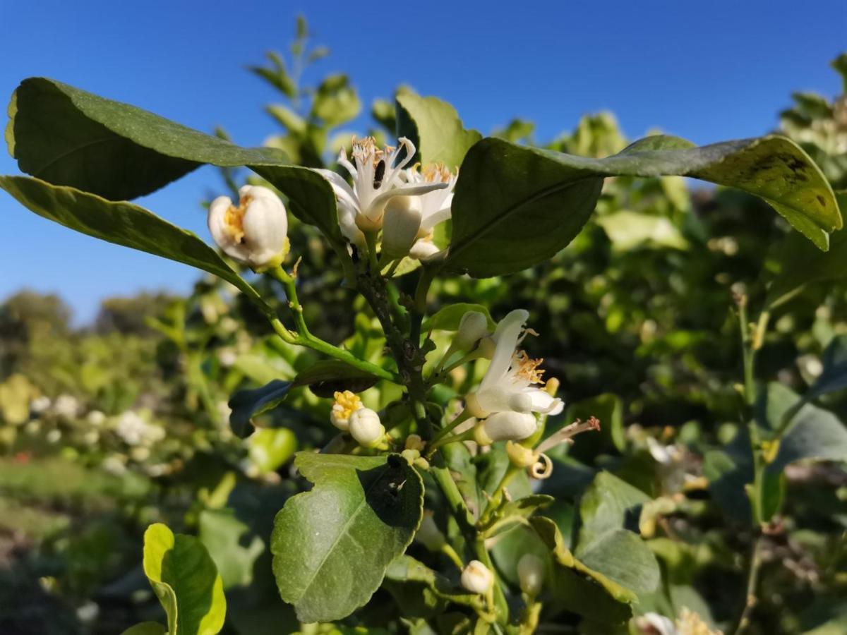 Profumo Di Zagara Acireale Villa Exteriör bild